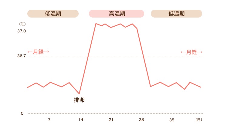 基礎体温